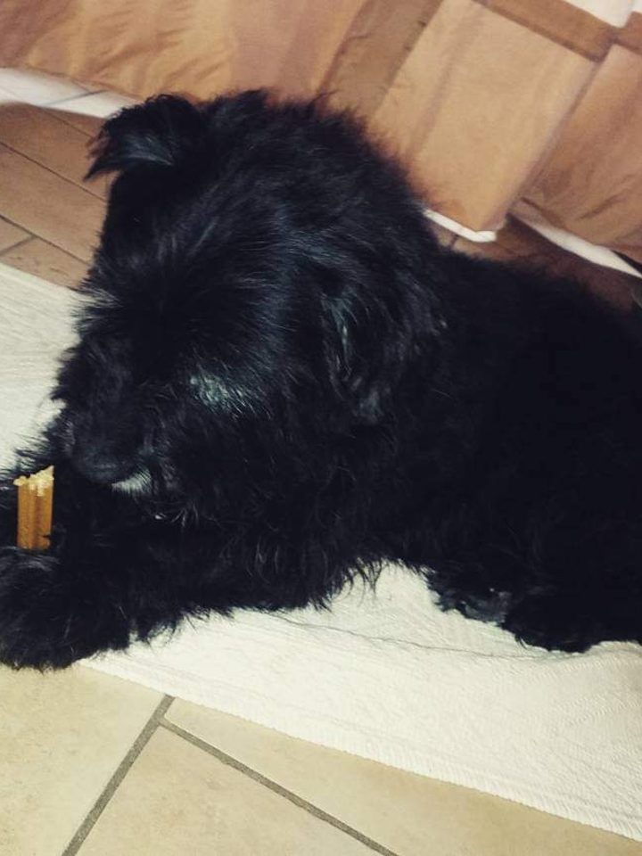 Briciola sdraiato sul tappeto di casa